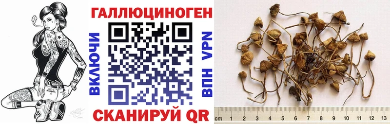 наркошоп  Нижнеудинск  Галлюциногенные грибы Cubensis 
